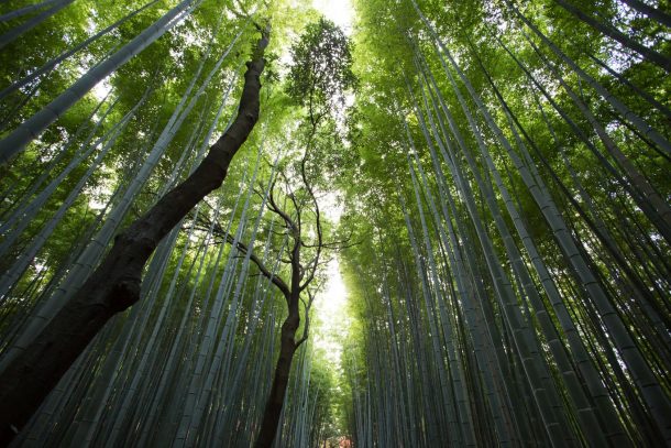 5 Wonderful Ways to Unplug and Connect on Earth Day