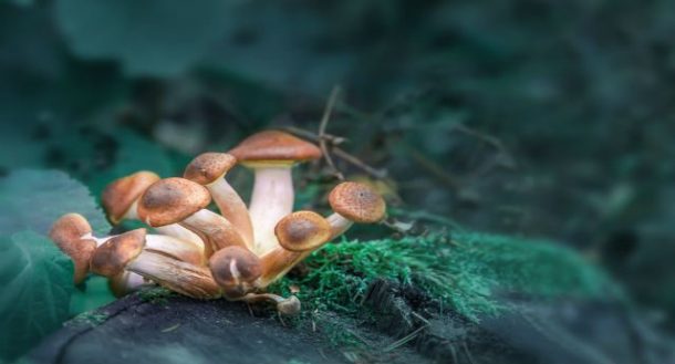 What Can Happen If You Collect and Consume the Wrong Type of Mushrooms?