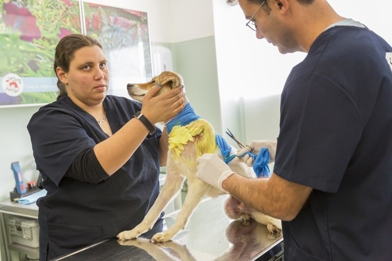 Are Pet Prescriptions Contributing To The Opioid Crisis?