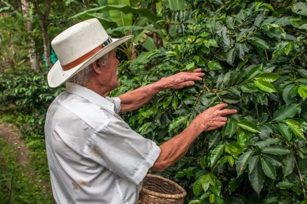Program Gives Colombian Farmers An Alternative to Cocaine Crops