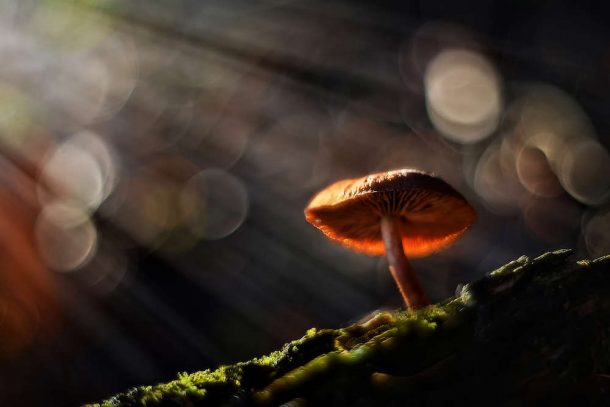 Microdosing Study Yields Mixed Results