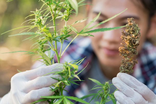 World Health Organization To UN: Reclassify Cannabis