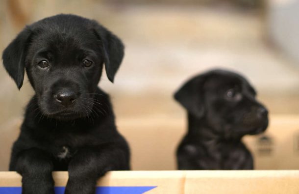 Vet Sentenced For Surgically Implanting Puppies With Liquid Heroin