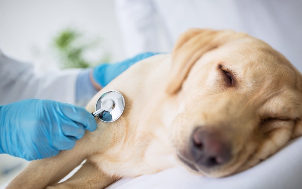 Calls About Pets Ingesting Cannabis Up 700%