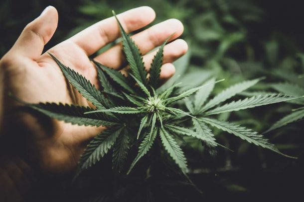 New York Counties Skeptical Of Marijuana Legalization