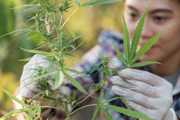 DEA Needs Device To Distinguish Between Marijuana, Hemp