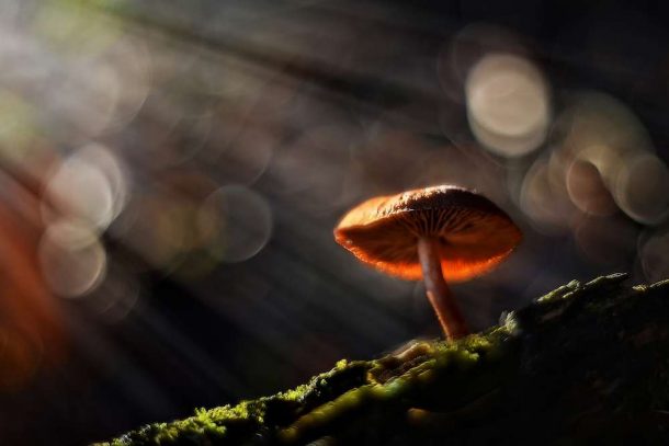 Activists Want Legalization For Psychedelics