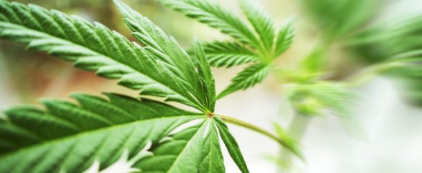 Marijuana: Main Target in the War on Drugs?