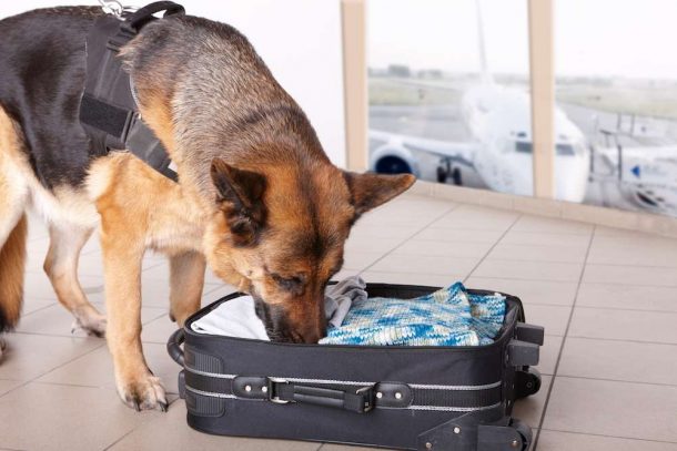 Pot-Smuggling Arrests at LAX Up 166% Since Legalization