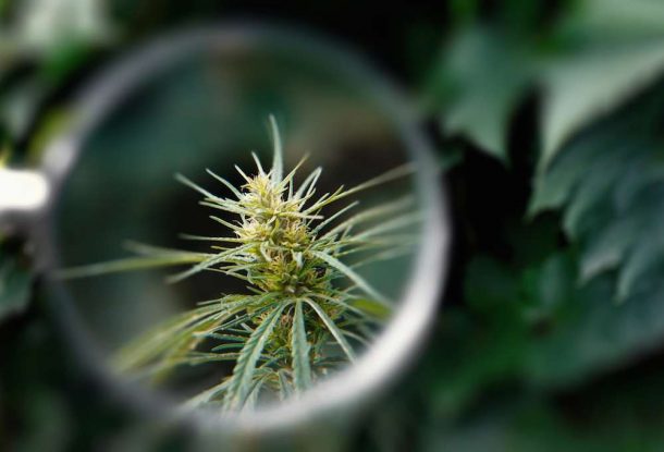 U.S. Reps Say Stop Classifying Marijuana as a Dangerous Drug