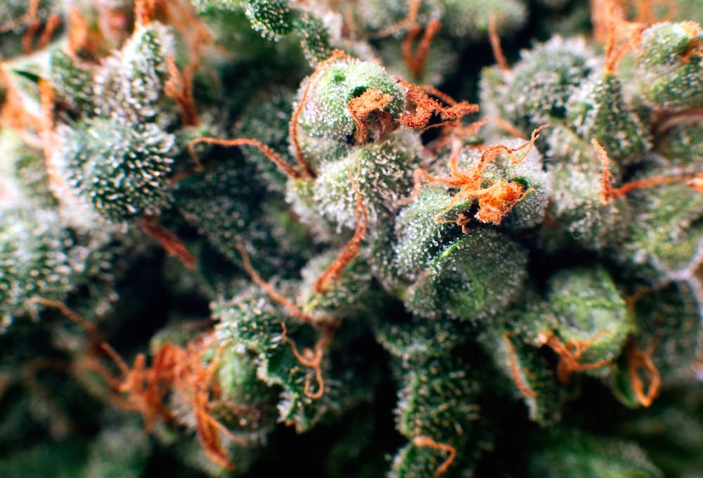 Mexico May Legalize Marijuana by Fall of 2019