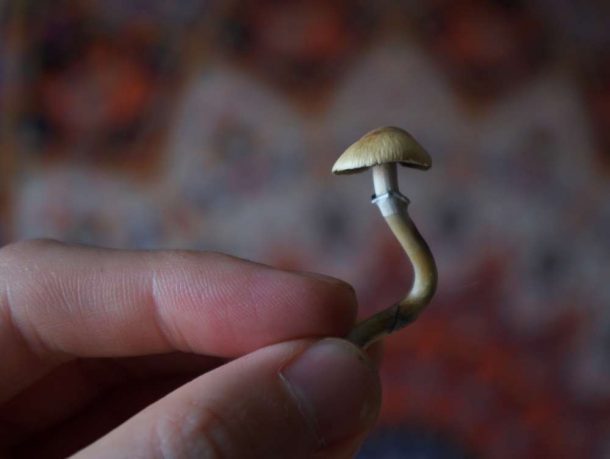 Oakland Could Be Next City To Decriminalize Psilocybin, Other Entheogenic Plants