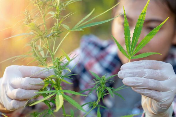 Harvard, MIT Receive $9 Million Gift For Cannabis Research | The Fix