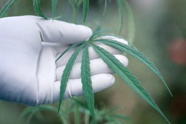 Legal Cannabis Doesn't Reduce Opioid Deaths