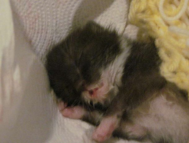 A Newborn Kitten, 12 Steps, and One Night of Fatherhood