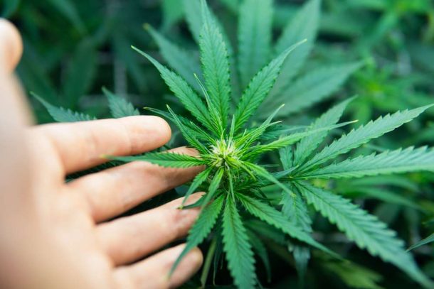 Illinois Set To Become 11th State To Legalize Recreational Marijuana