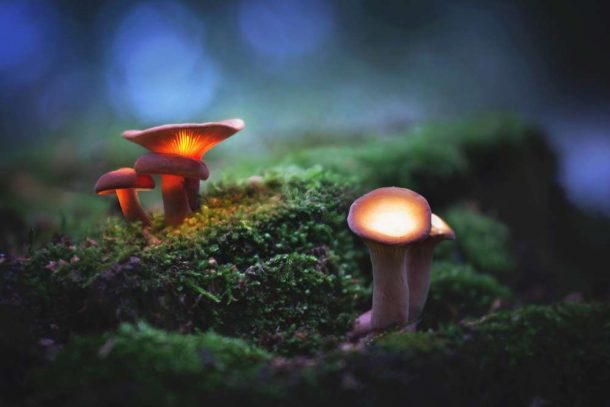 Oakland Decriminalizes Shrooms & Other Natural Psychedelics
