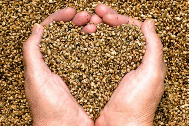 Hemp Legalization Complicates Marijuana Prosecutions In Texas