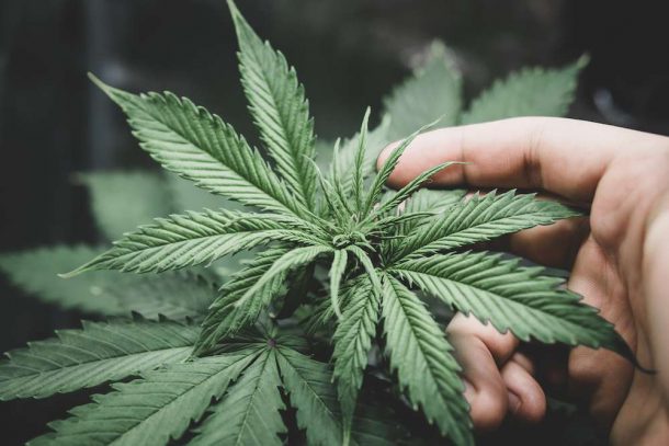 New York Officially Decriminalizes Marijuana