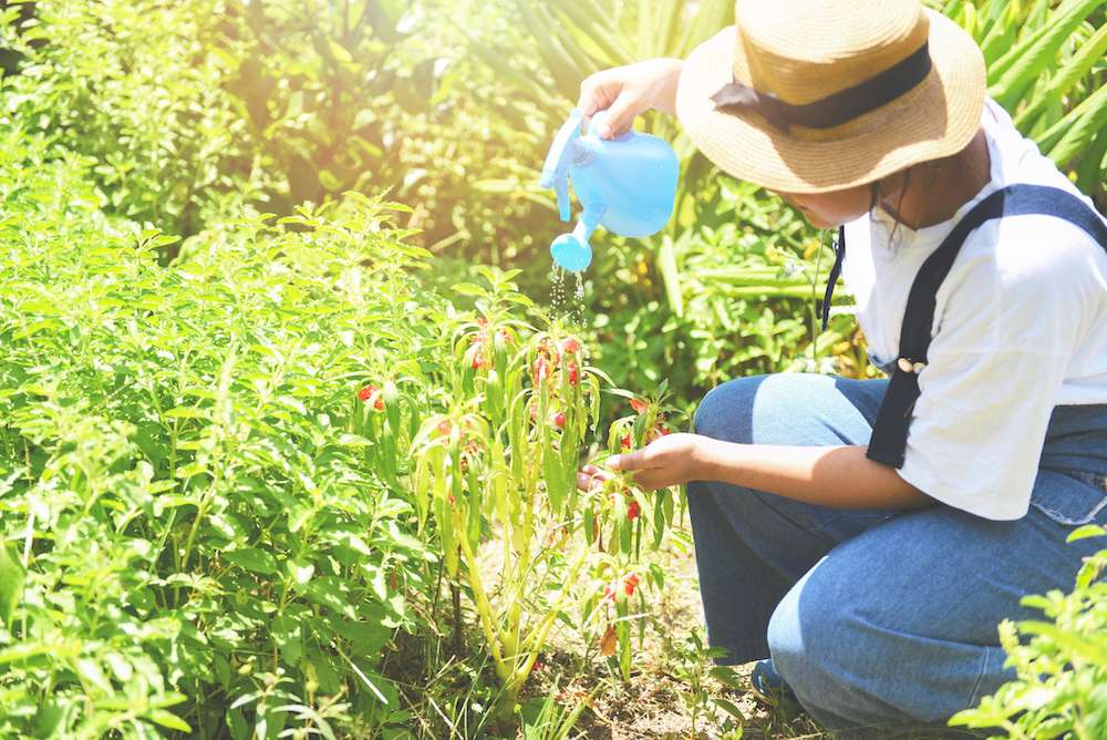 Gardening Trainer Teaches Skill To Those In Recovery, Living With Mental Illness
